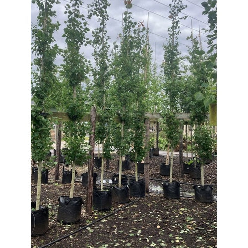 Pelarasp - Populus tremula 'Erecta' - Stammens omkrets 14-16 cm, höjd 3,5-4 meter, GEV CONT